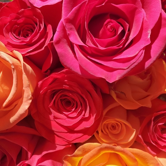 Meet your Posher, Sara - Picture 1 of 1